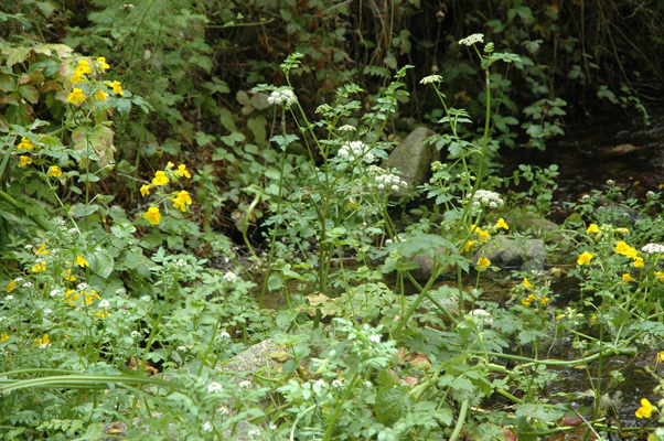 Soberanes Canyon 041.jpg